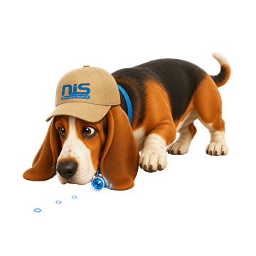 Webster, a basset hound in an NIS cap, nose down and tracking